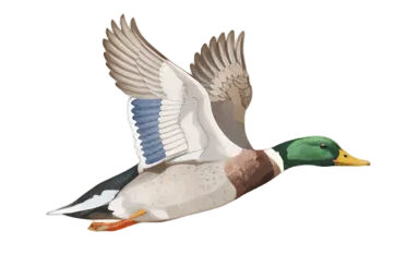 Mallard Outfitters 